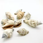 Sea shells (sh101)