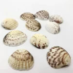 Sea shells (sh102)