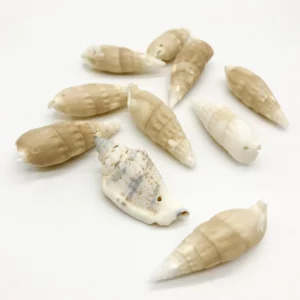 Sea shells (sh103)