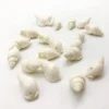 Sea shells (sh105)