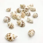 Sea shells (sh106)