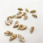 Sea shells (sh232)