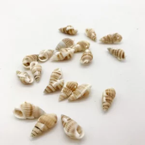 Sea shells (sh232)