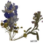 Dry flowers mix - 04