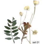 Dry flowers mix - 01